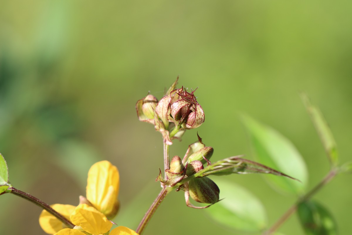 Senna occidentalis (L.) Link